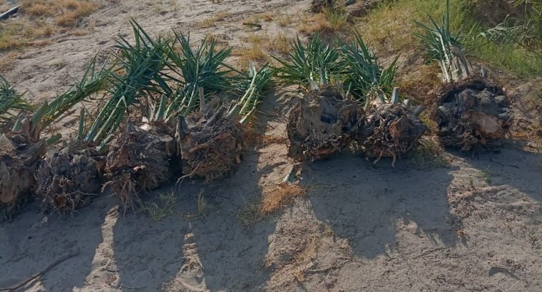 مقاول الشبوك وتوريد نخيل