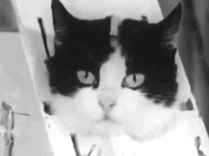 استضافة حيوانات وطيور وزواحف