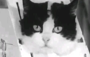 استضافة حيوانات وطيور وزواحف