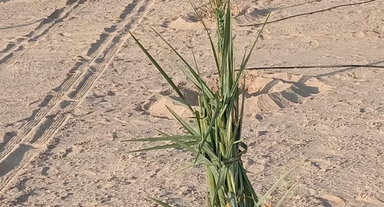 مقاول الشبوك وتوريد نخيل