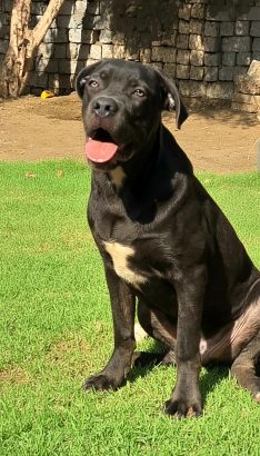 جرو ذكر كين كورس ٦ شهور بيور100%