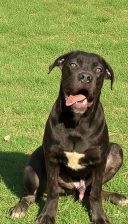 جرو ذكر كين كورس ٦ شهور بيور100%