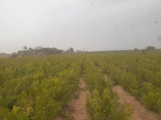 مزرعه 20 فدان بنطاق الخطاطبه