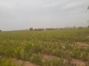 مزرعه 20 فدان بنطاق الخطاطبه