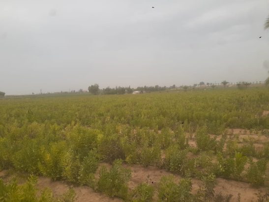 مزرعه 20 فدان بنطاق الخطاطبه