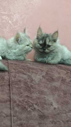 قطتين كيوت بسعر