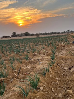 5 فدان ري نيلي غمر للبيع
