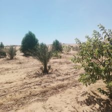 5 فدان ري نيلي غمر للبيع