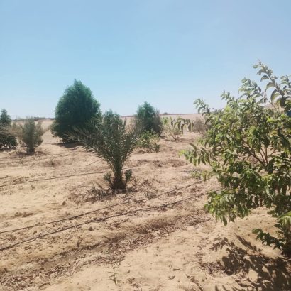5 فدان ري نيلي غمر للبيع